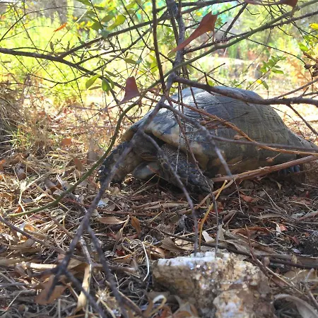La Casa Di Alice Turchese